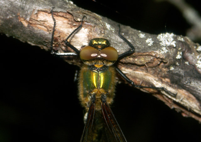 Cordulia aenea - Copyright Hugues Mouret